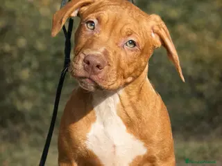 Pitbull cani American Pitbull terrier con pedigree - Annuncio 1