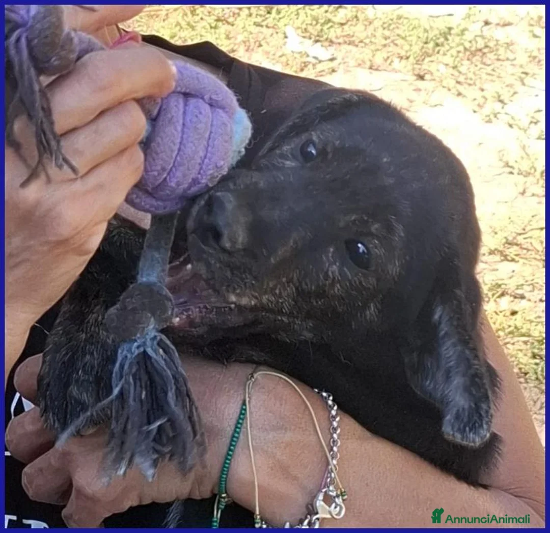 Meticcio cani in regalo: TIZZO, DOLCE CUCCIOLO 4 MESI SOPRAVVISSUTO AL FUOC - Annuncio 11