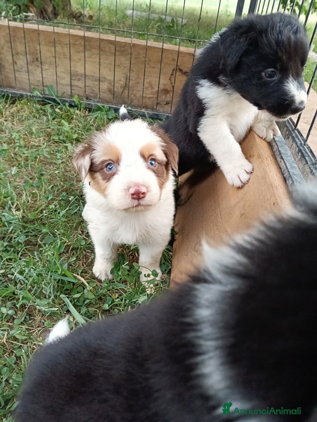 Border Collie cani in vendita: Cuccioli di border collie a Provincia di Treviso - Immagine 2
