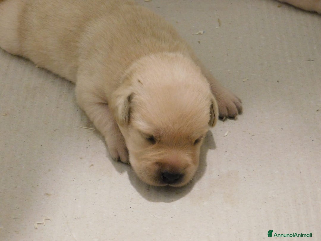 Labrador cani in vendita: Cuccioli di Labrador GIALLI e NERI a Provincia di Vicenza - Immagine 8