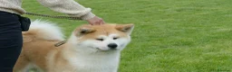 Akita Inu cani in vendita: Cuccioli Akita Inu – disponibili ancora 3 cuccioli - Annuncio 9