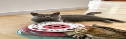 British gatti in vendita: Cuccioli British Shorthair – maschio e femmina - Annuncio 4