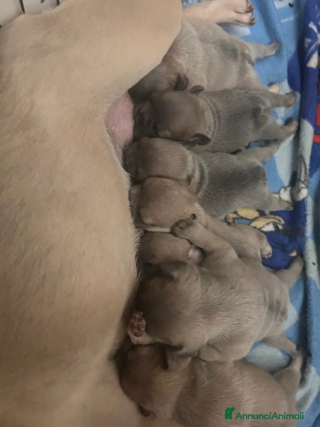 Bulldog Francese cani in vendita: Bulldog Francesi Blue - Annuncio 2