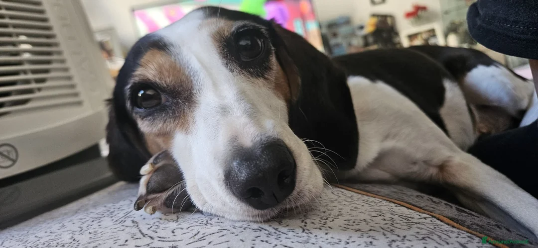 Meticcio cani in regalo: Cuccioli cercano urgentemente adozione - Annuncio 2
