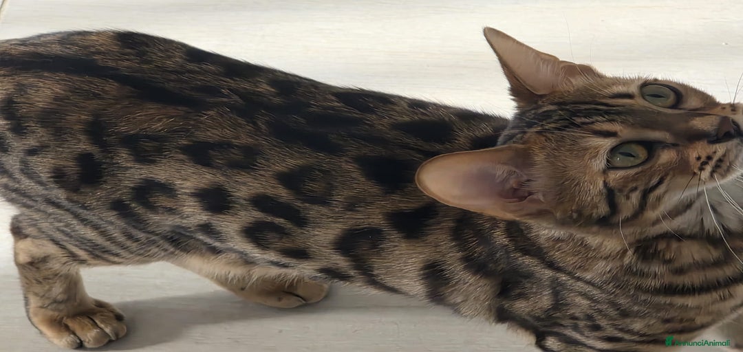 Immagine della galleria {{count}}