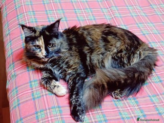 Maine Coon gatti Cucciola Maine Coon pedigree ANFI - Annuncio 7