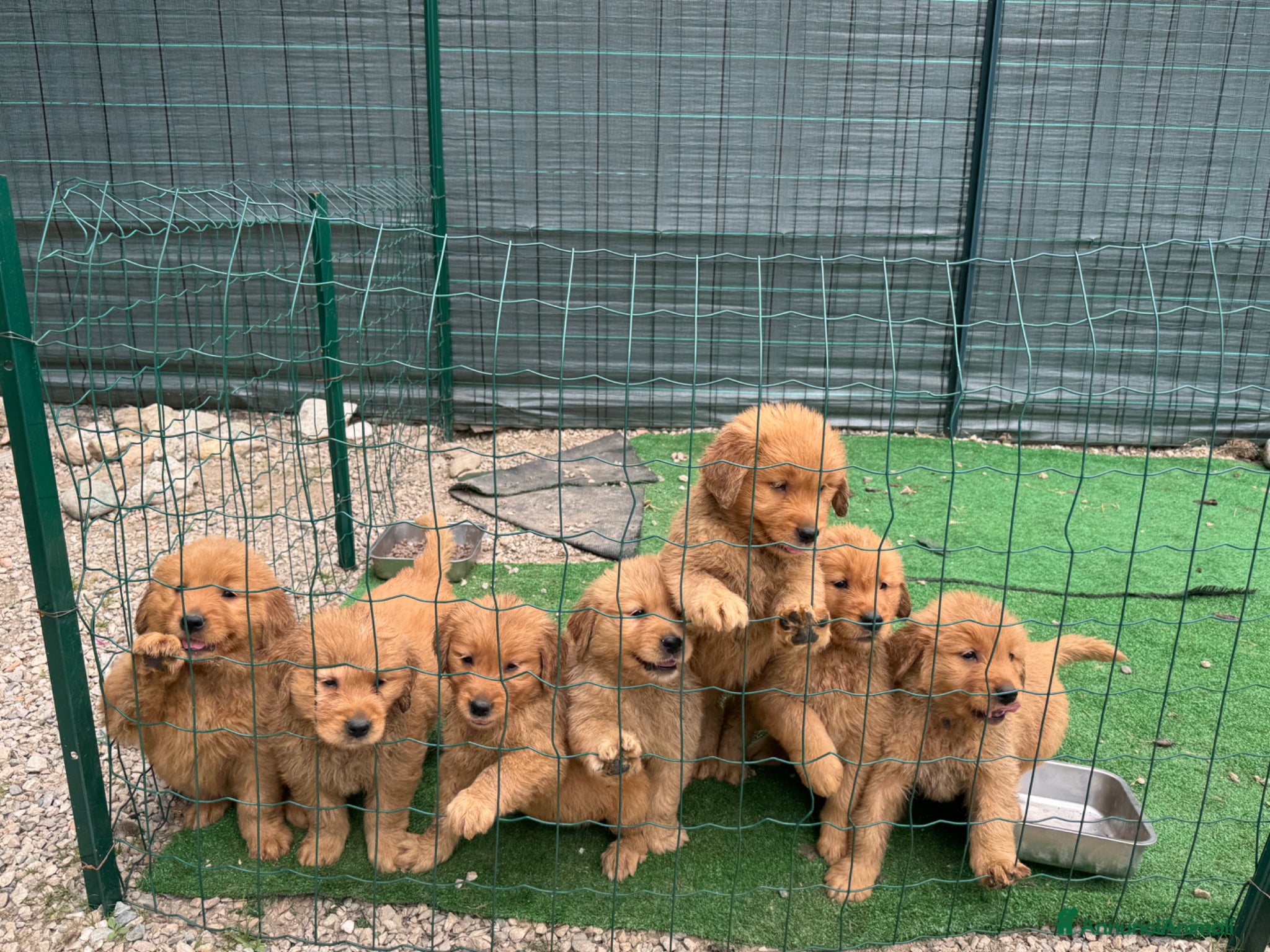 Golden Retriever cani Disponibile cucciolo di Golden Retriever  - Annuncio 2