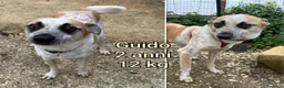 Meticcio cani in regalo: CANI TAGLIA PICCOLA E CONTENUTA  a Provincia di Pistoia - Annuncio 2