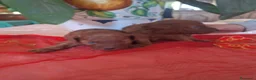 Barboncino Toy cani in vendita: Maschi toy red - Annuncio 4