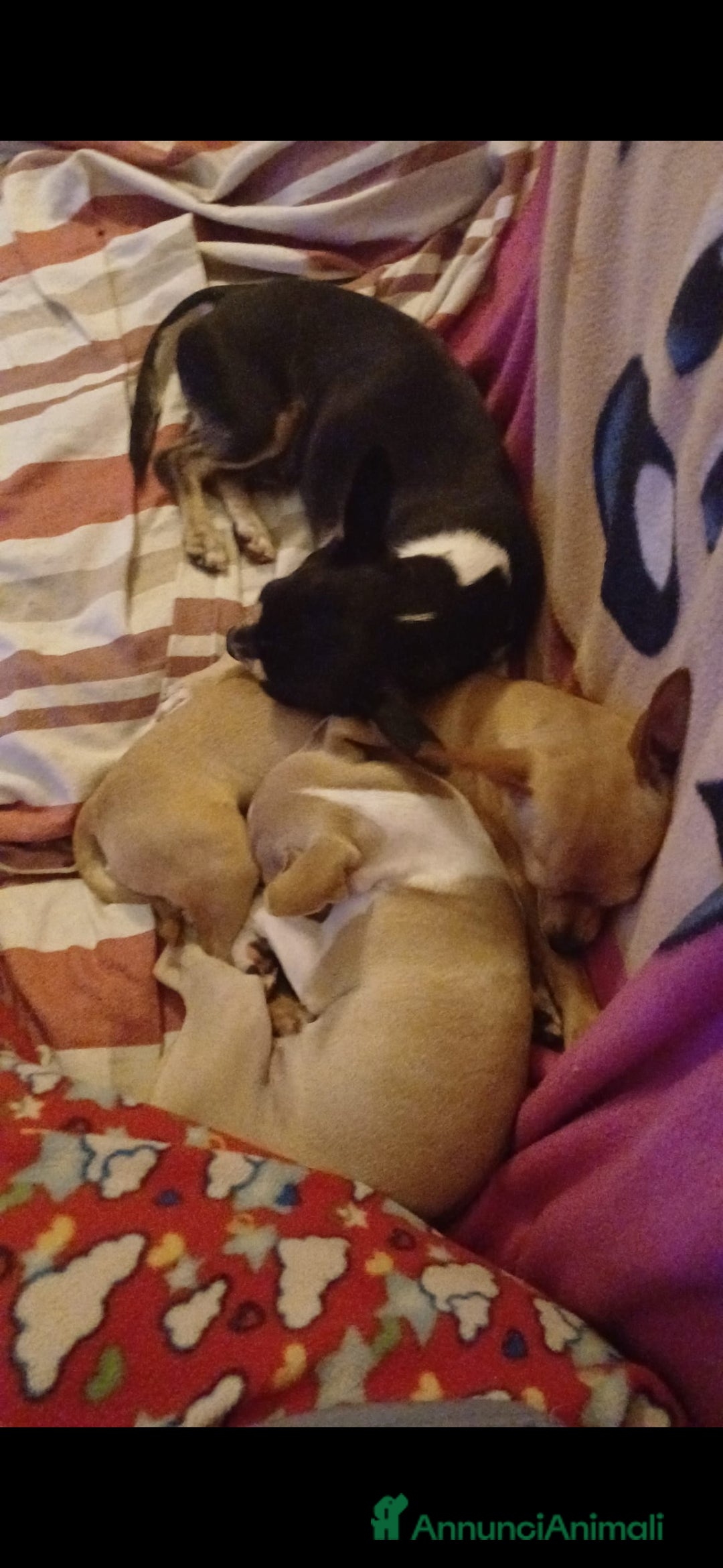 Chihuahua cani in vendita: Cuccioli chihuahua - Annuncio 3