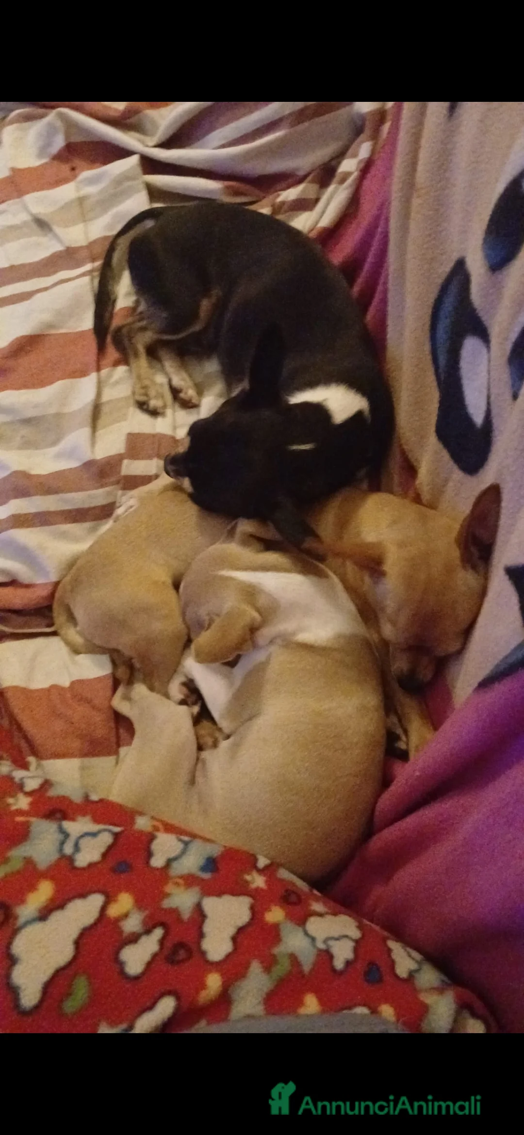 Chihuahua cani in vendita: Cuccioli chihuahua - Annuncio 3