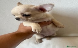 Chihuahua cani in vendita: Femmina Chihuahua pelo corto  a Città Metropolitana di Firenze - Immagine 2