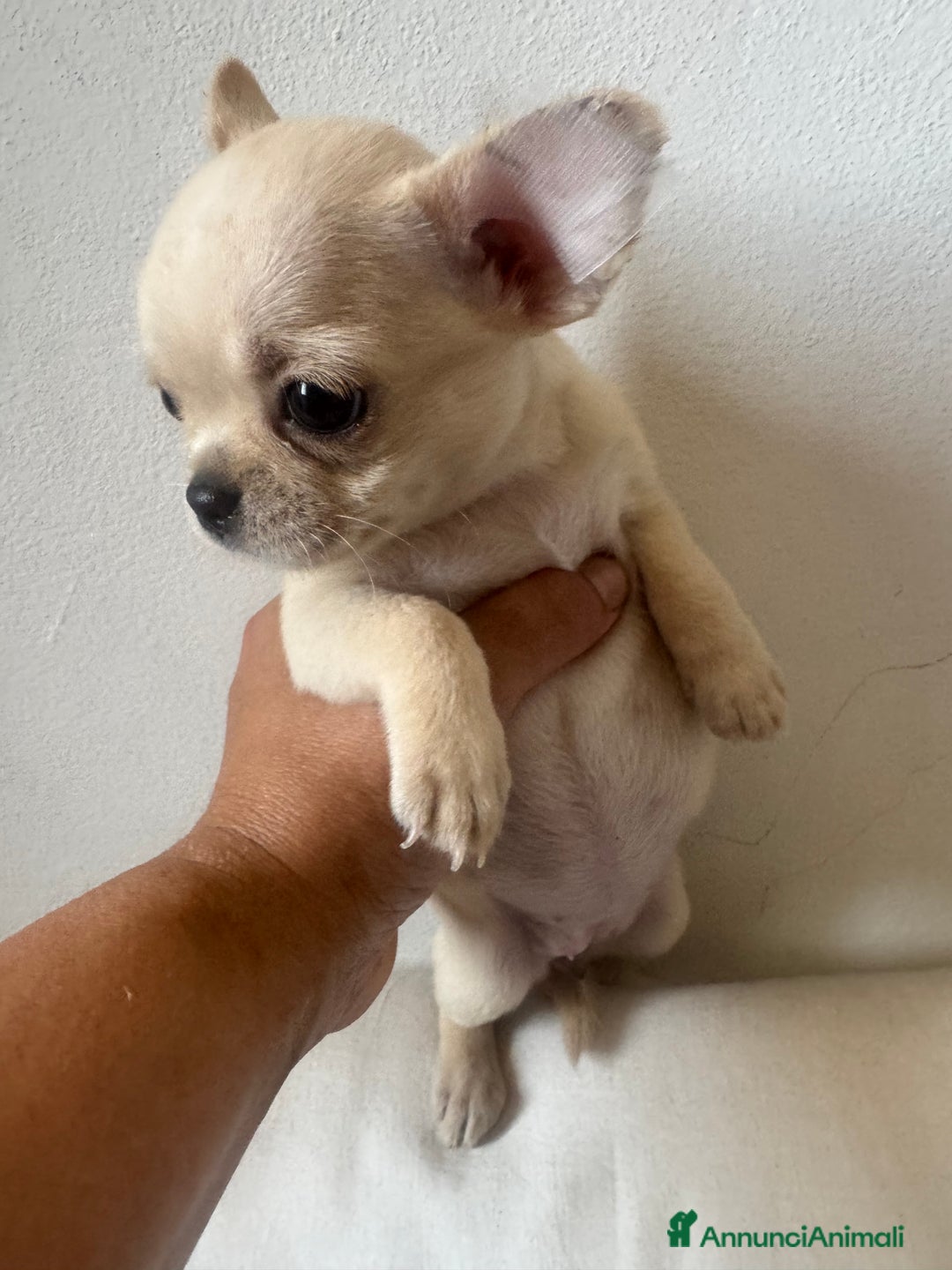Chihuahua cani in vendita: Femmina Chihuahua pelo corto  a Città Metropolitana di Firenze - Immagine 2