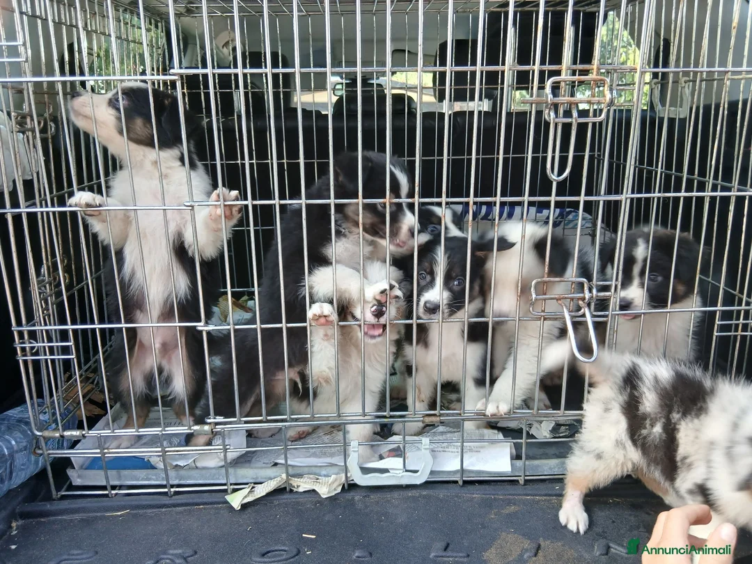 Australian Shepherd cani in vendita: Cuccioli pastore australiano Blacktricolor  - Annuncio 5