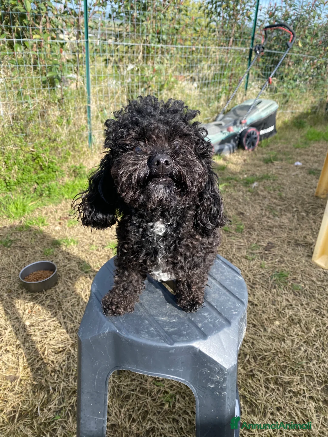 Barboncino Toy cani per accoppiamento: Barboncino Toy  - Annuncio 9