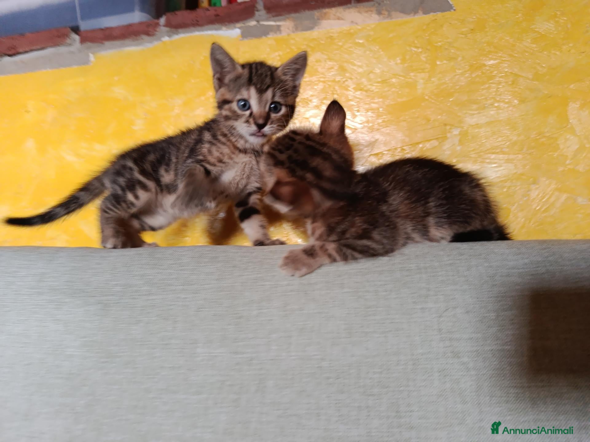 Altre razze gatti Giove e Pluto,in regalo💛🤎 (non sono in vendita) - Annuncio 34