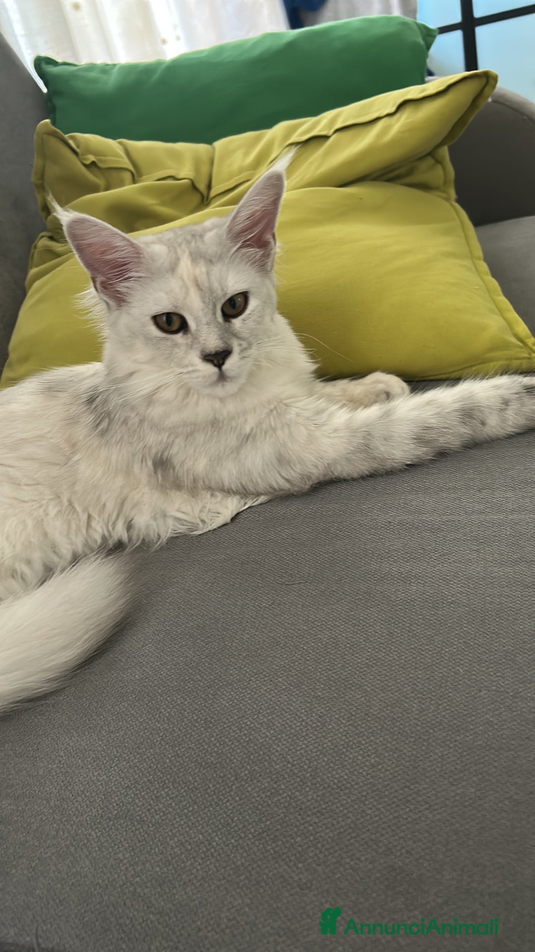 Maine Coon gatti in vendita: Maine Coon femmina 7 mesi con pedigree  - Annuncio 10