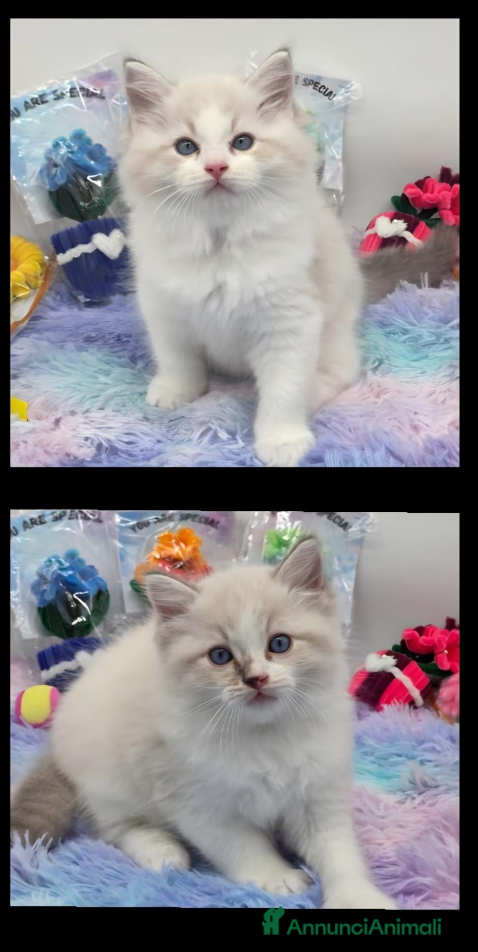 Ragdoll gatti Cuccioli ragdoll - Annuncio 18