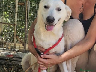 Meticcio cani Jerry uno sguardo dolce - Annuncio 25