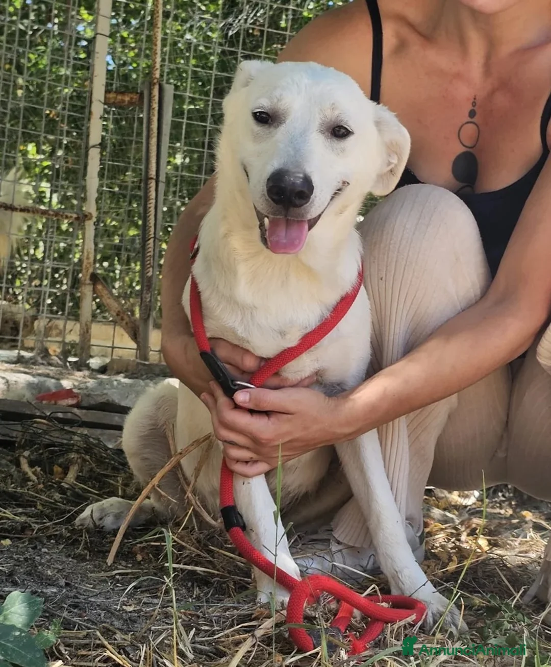 Meticcio cani in regalo: Jerry uno sguardo dolce - Annuncio 1