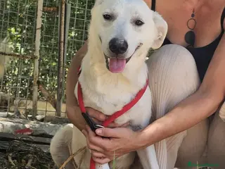 Meticcio cani Jerry uno sguardo dolce - Annuncio 24