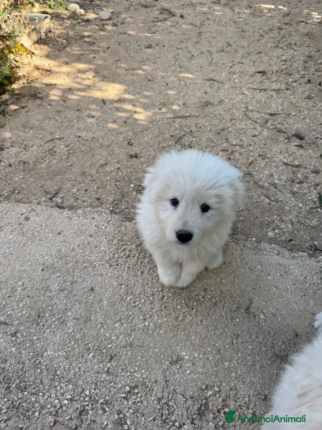 Pastore Abbruzzese Maremmano cani in vendita: Femminuccia di Maremmano Abruzzese con pedigree a Provincia di Grosseto - Annuncio 2