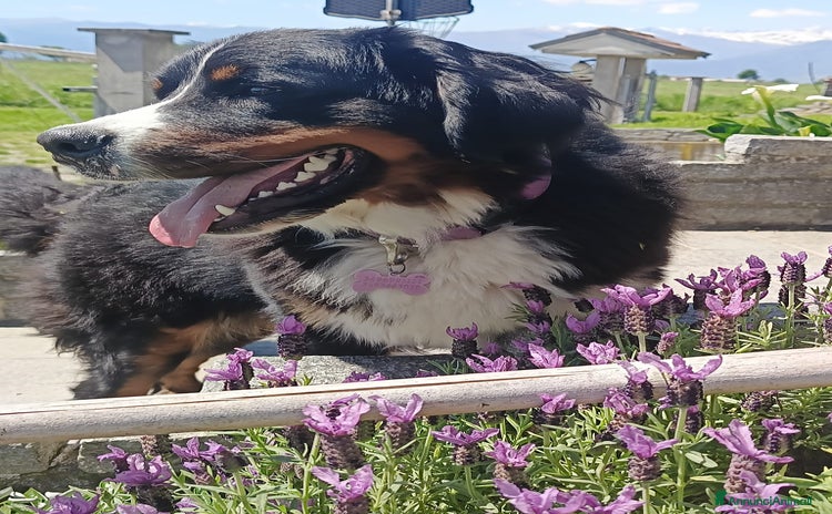 Bovaro del Bernese cani a Provincia di Cuneo - Annuncio 1