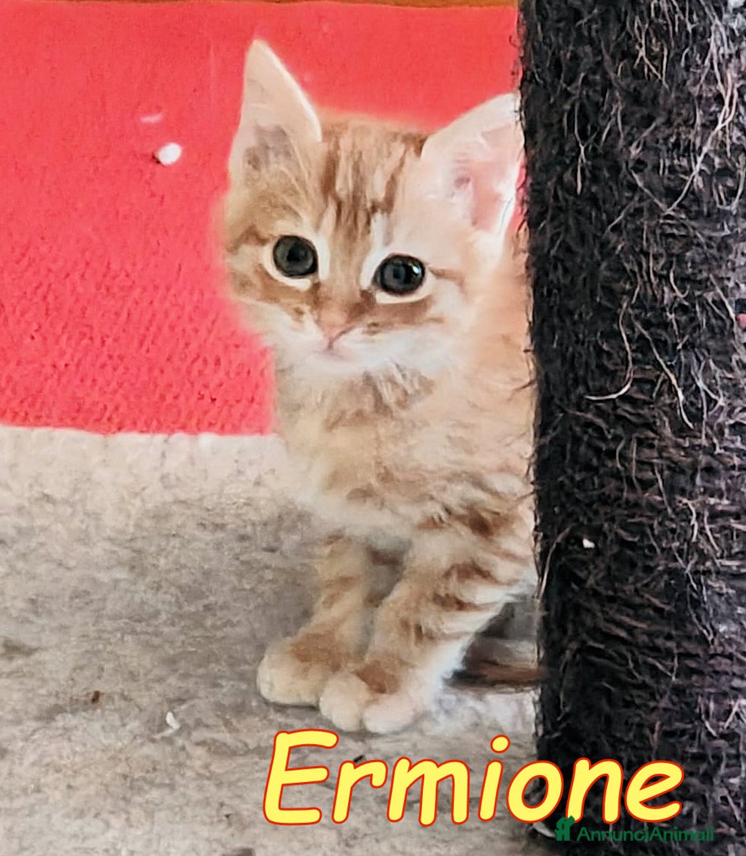 Europeo gatti in regalo: Ermione & Leone🧡🧡 - Immagine 1