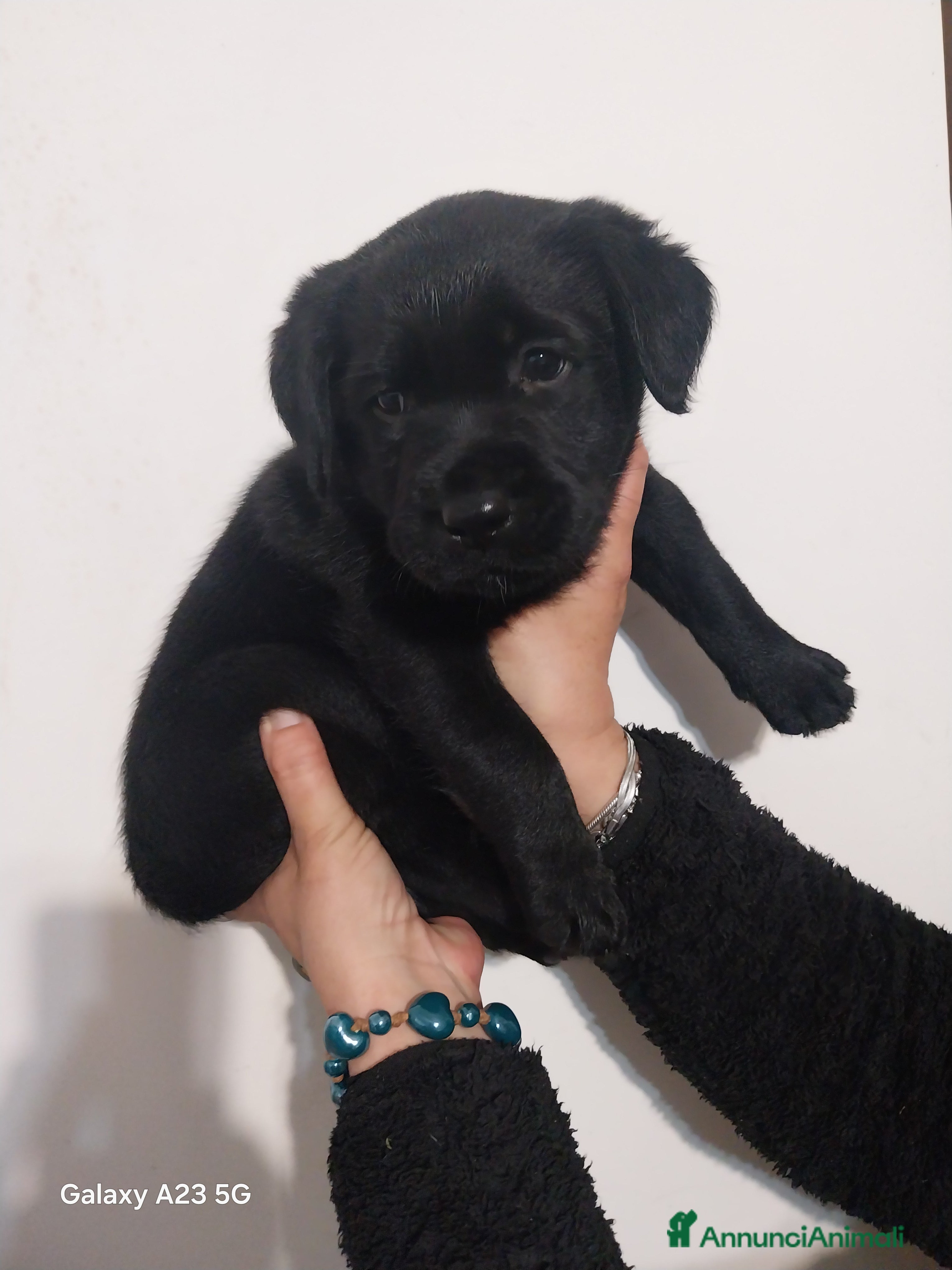 Labrador cani Labrador - Annuncio 7