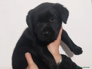 Labrador cani Labrador - Annuncio 7