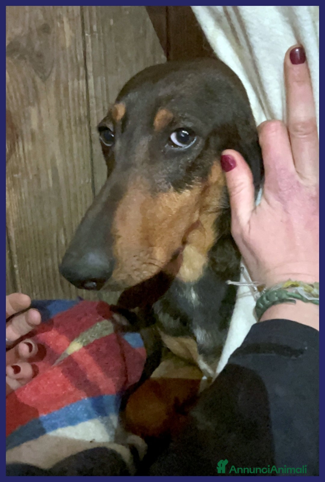 Segugio cani in regalo: ORAZIO, TENERO SEGUGIO 2 ANNI, SOGNA UNA FAMIGLIA a Città metropolitana di Milano - Annuncio 5