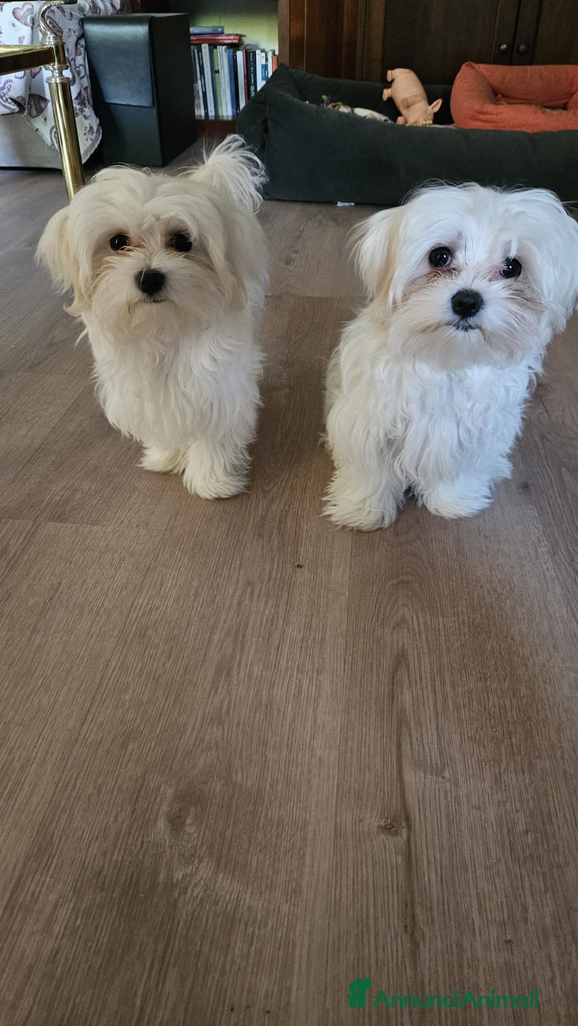 Maltese cani Cerchiamo casa - Annuncio 34