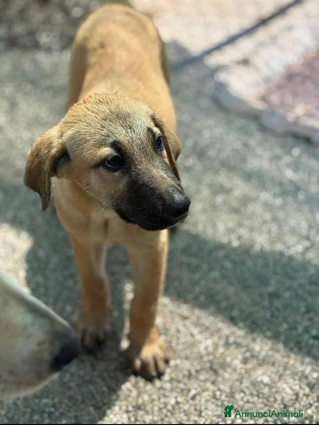 Meticcio cani in regalo: Charlotte tenera cucciola simil pastorina malinois - Annuncio 2