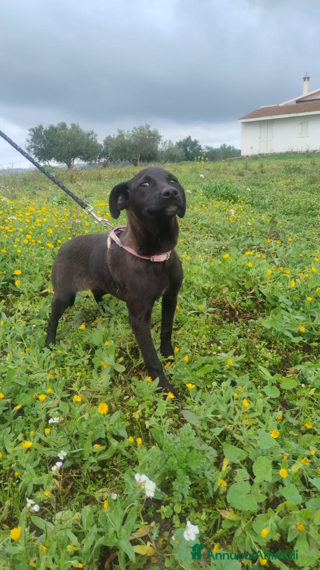 Meticcio cani in regalo: Shila - Annuncio 3