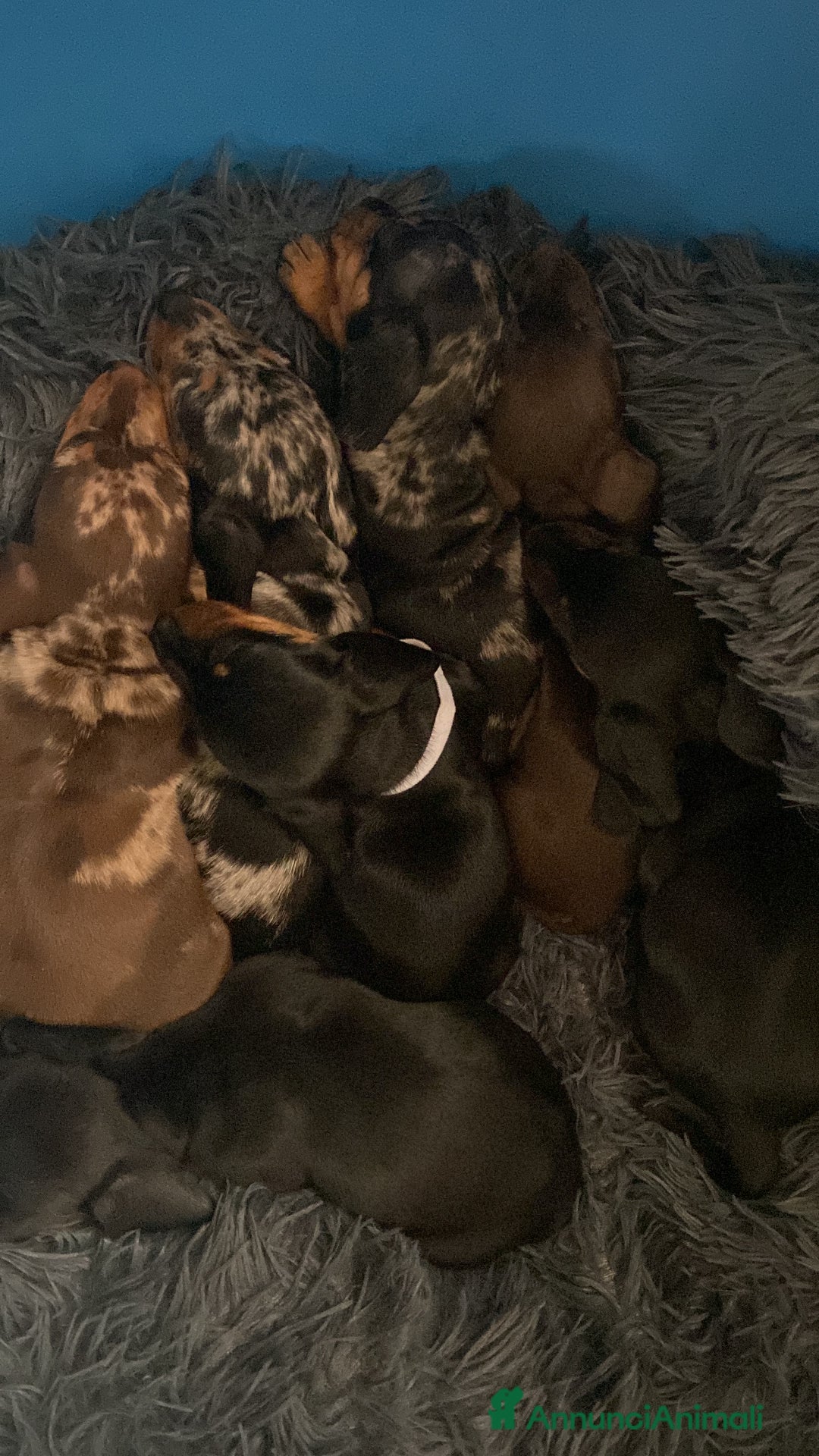 Bassotto cani per accoppiamento: Cerco femmina per accoppiamento - Annuncio 4