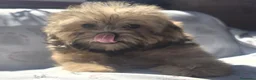 Shihpoo cani in vendita: Shitzu - Annuncio 4