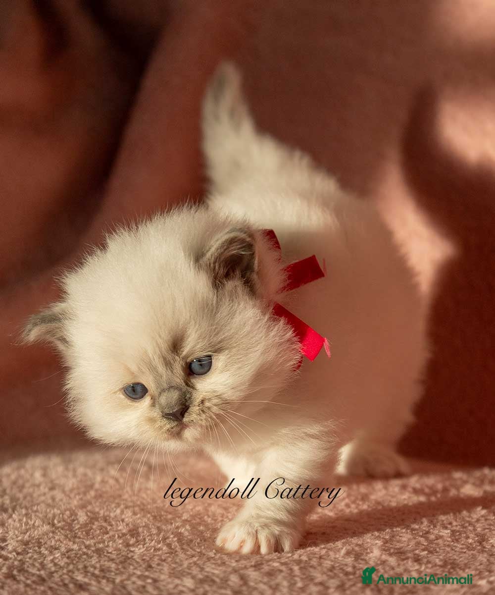 Ragdoll gatti Adorabili Cuccioli Ragdoll - Annuncio 2