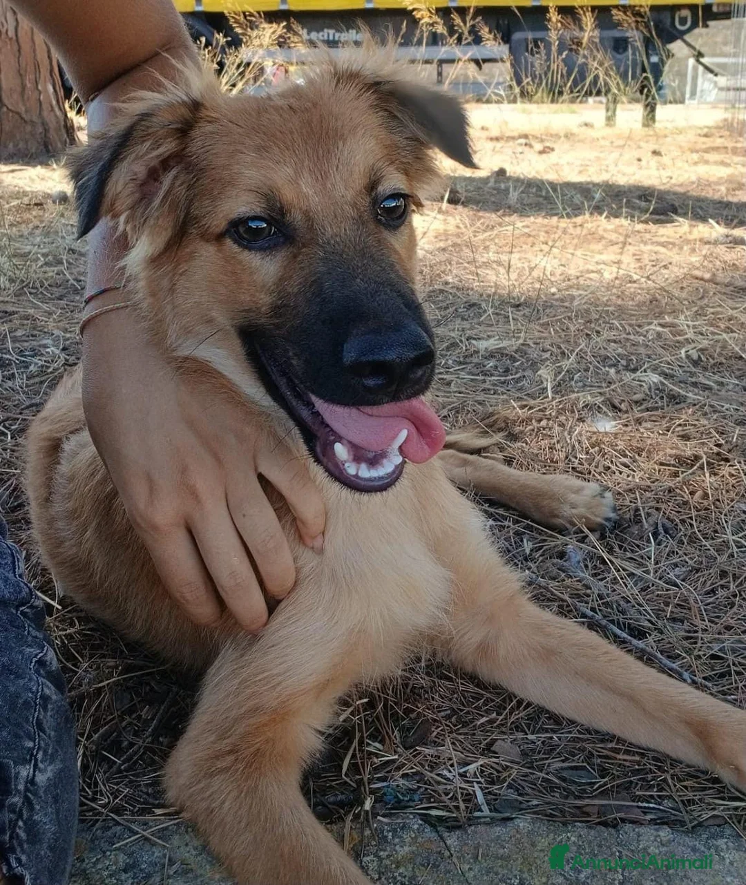 Meticcio cani in regalo: BERGAMOTTO💙IL BRUTTO È PASSATO.ORA TOCCA IL BELLO a Provincia di Vicenza - Annuncio 6