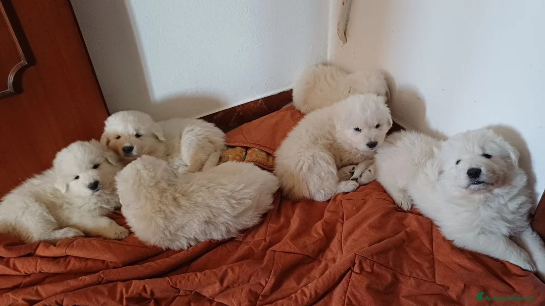 Pastore Maremmano cani in vendita: pastori maremmani di 2 mesi - Annuncio 2