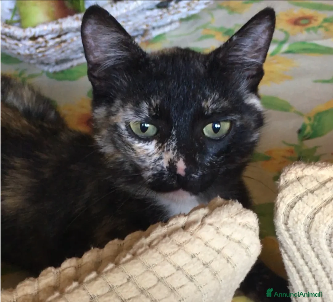 Europeo gatti in regalo: Gatta sterilizzata  - Annuncio 5