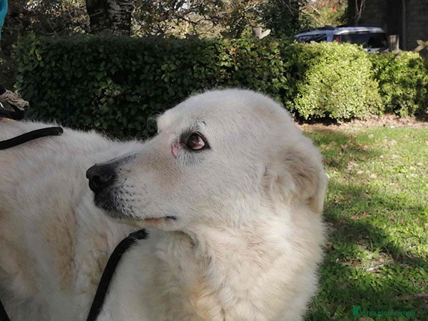 Meticcio cani MINERVA UNA VITA DI STENTI, IN ADOZIONE - Annuncio 2