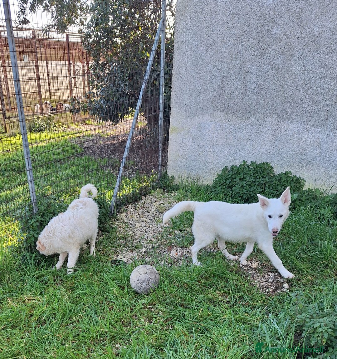 Meticcio cani in regalo: Erik stupendo mix pastore svizzero in adozione  - Annuncio 2
