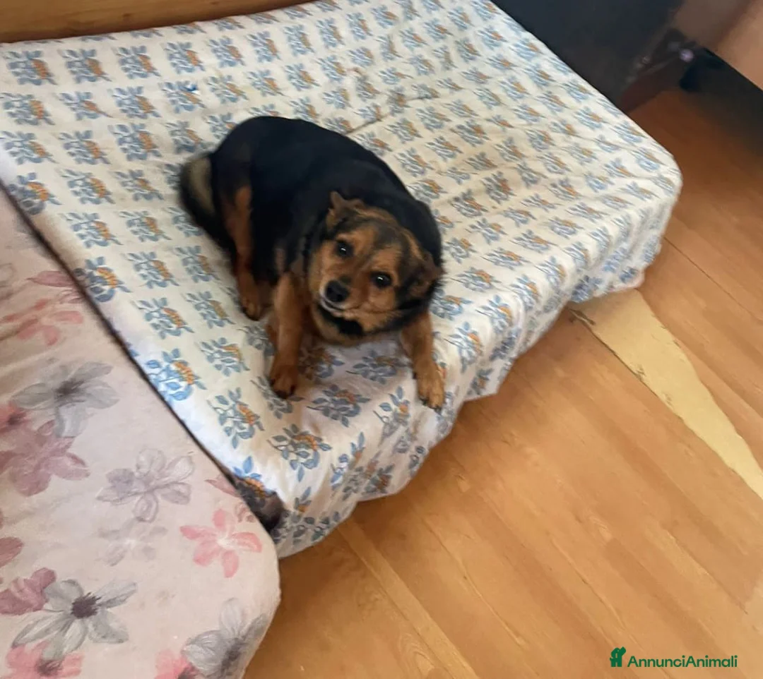 Meticcio cani in regalo: Terry, 9 kg di dolcezza - Annuncio 2