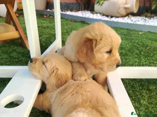 Golden Retriever cani Disponibili 2 cucciole golden Retriever - Annuncio 2