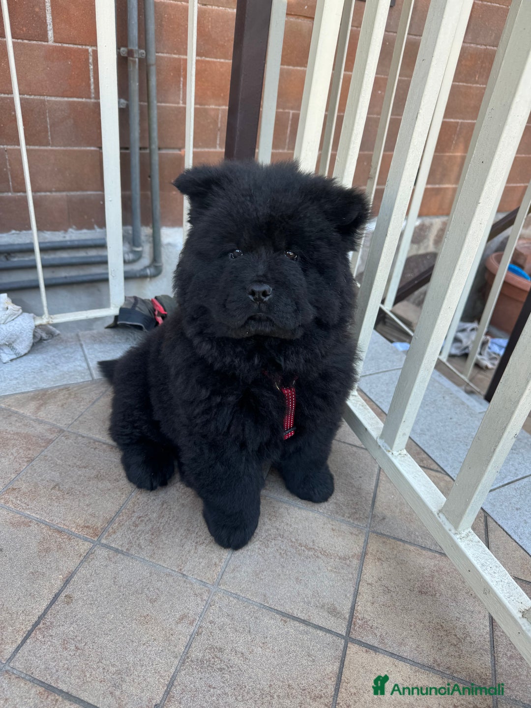 Chow Chow cani per accoppiamento: Chow chow maschio per monta  - Annuncio 9