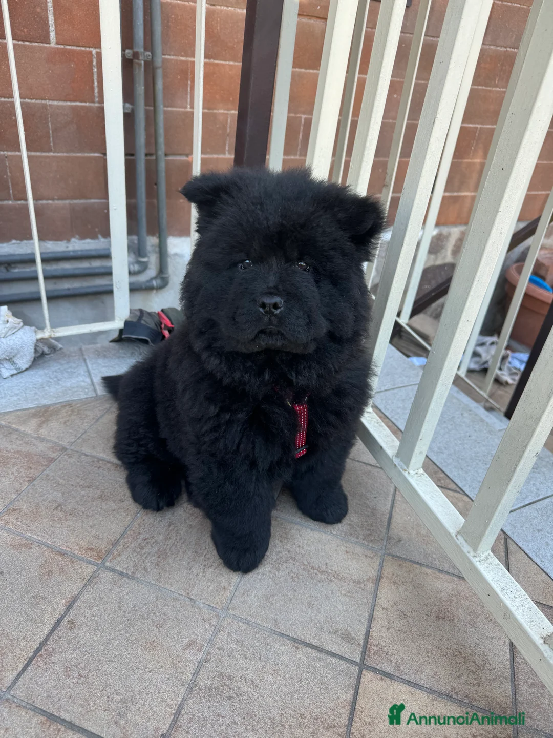 Chow Chow cani per accoppiamento: Chow chow maschio per monta  - Annuncio 9