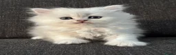Persiano gatti in vendita: Gattini cuccioli persiano  - Annuncio 3