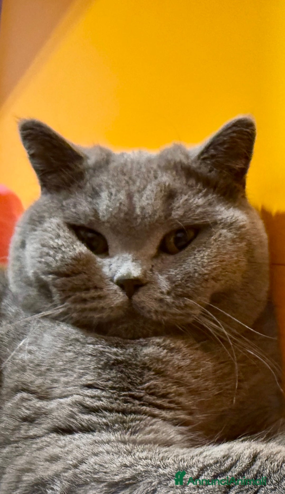 British gatti per accoppiamento: Cerco femmina British Shorthair per accoppiamento. - Annuncio 1