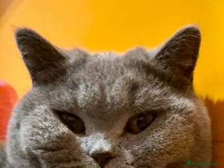 British gatti Cerco femmina British Shorthair per accoppiamento. - Annuncio 1