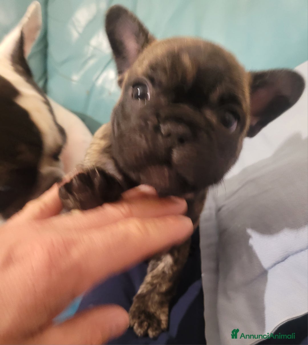 Bulldog Francese cani in vendita: cucciolo bulldog francese - Annuncio 6
